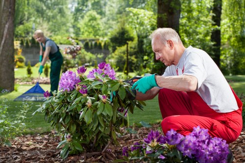 Garden maintenance services with professionals pruning hedges