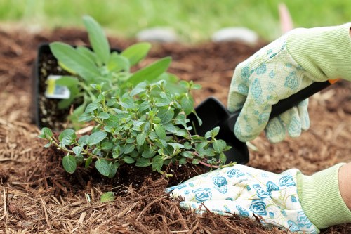 Senior gardener assessing plants during complaint investigation